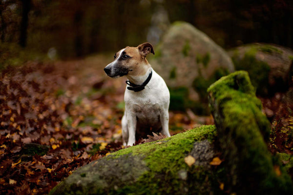 The Jack Russell zest for life