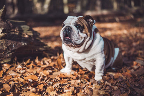 Bulldogs and their breathing