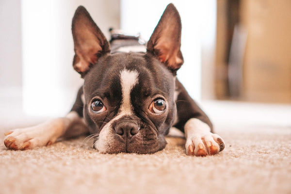 Frenchies and skin allergies