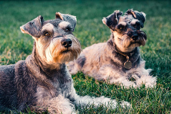 Supporting Schnauzers into old age